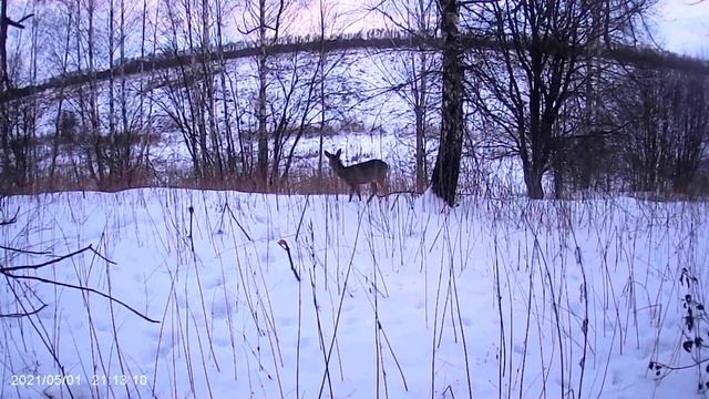 Две косули позируют перед камерой. Морковку понюхали, но есть не стали. смотреть онлайн