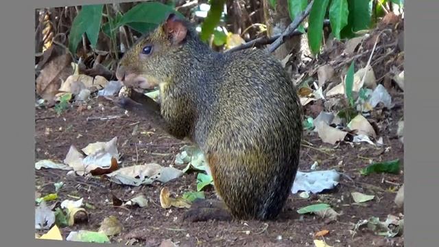 AGOUTI, DASYPROCTA AGUTI, (DASYPROCTA), CUTIA, Wild animal. смотреть онлайн