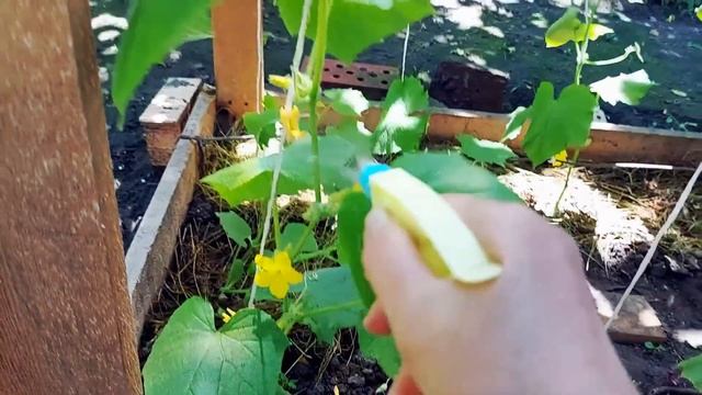 БОРНАЯ КИСЛОТА секрет урожая огурцов Огурцы в миг пойдут в рост! смотреть онлайн