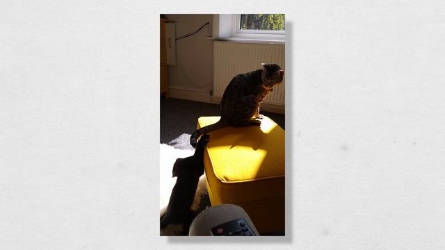 All About Kittens: Kitten Growth Stages & Milestones!