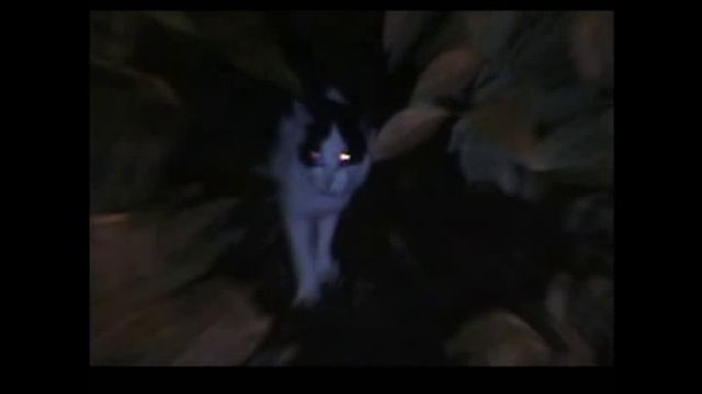Звуки ночного леса / Sounds of the night wood смотреть онлайн