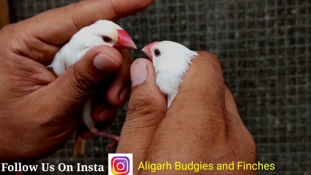 How to Identify Male Female in Java Sparrow смотреть онлайн