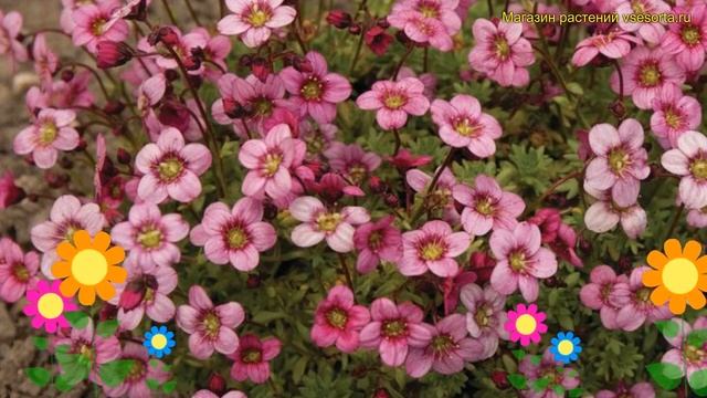Камнеломка арендса Марто Роуз. Краткий обзор, описание характеристик saxifraga arendsii Marto Rose смотреть онлайн