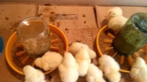 Выращивание БРОЙЛЕРОВ /// Сезон открыт /// Суточные цыплята - правильный уход