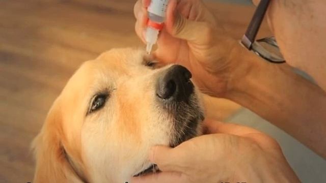 Собака у которой выпадают глаза: обзор пород смотреть онлайн