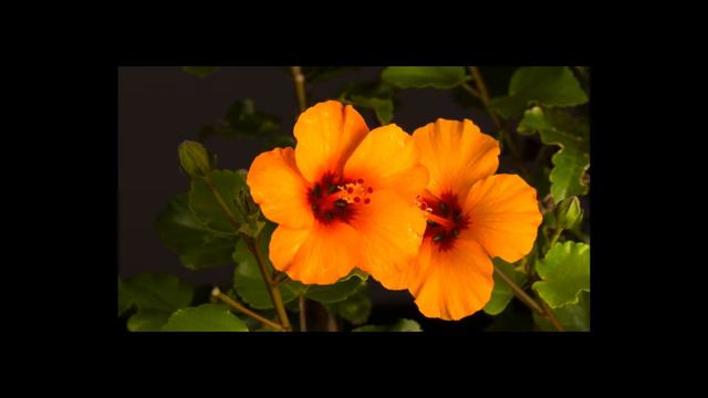 R.Schumann, Toccata for piano in C Major, Op.7(Р. Шуман Токката соч. 7, до мажор, Pf. MISHA.K) смотреть онлайн