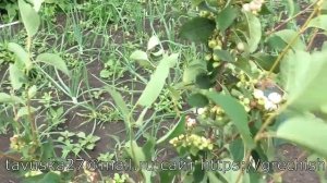 АЛЬТАГЛОУ белоплодный сорт ирги