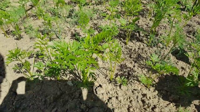 Морковь Поливать или не поливать смотреть онлайн