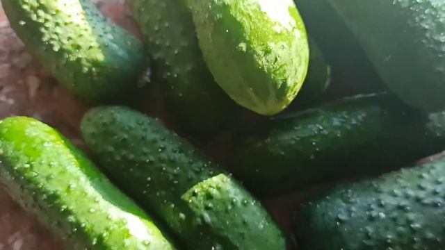 СЕКРЕТ ДОЛГОГО ХРАНЕНИЯ ОГУРЦОВ/Храним свежие огурцы долго смотреть онлайн