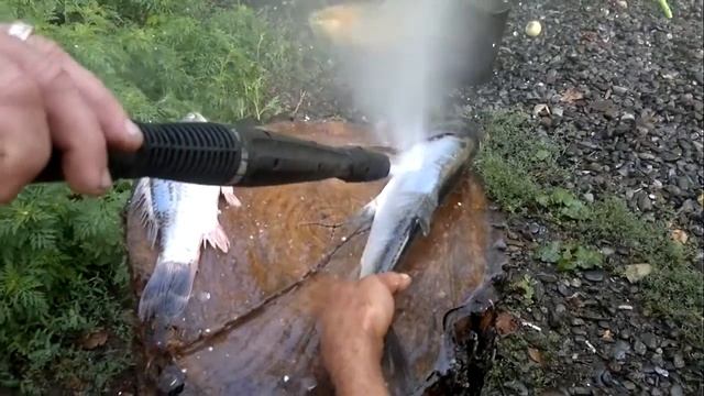 быстрая чистка рыбы