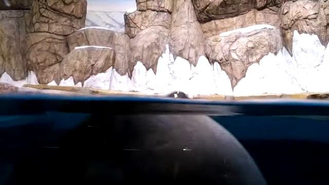 Байкальская нерпа