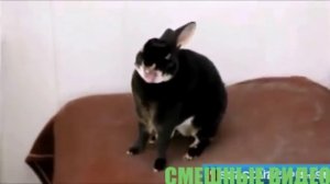 Животные кричат и говорят как люди!