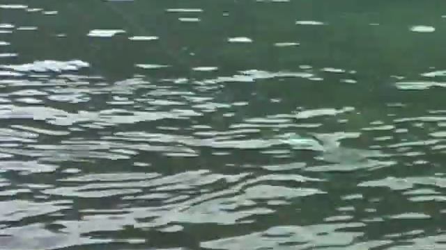 Saltwater Fly Fishing for Dolly Varden смотреть онлайн