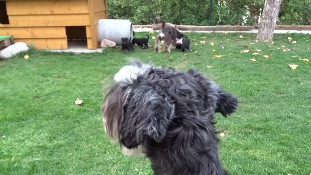 Erste Schritte im Garten III смотреть онлайн