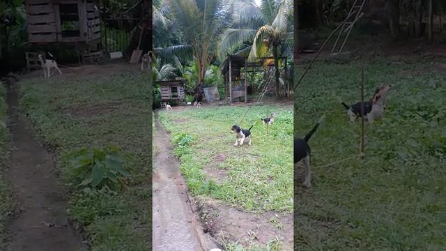 My beagles смотреть онлайн