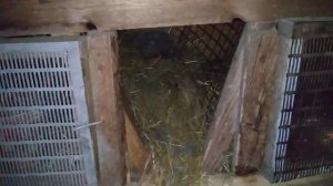 ПОЧЕМУ КРОЛЬЧИХА РАСКИДЫВАЕТ ИЛИ СЬЕДАЕТ СВОИХ КРОЛЬЧАТ