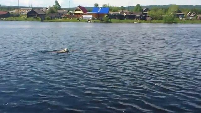 хаски очень любят плавать смотреть онлайн