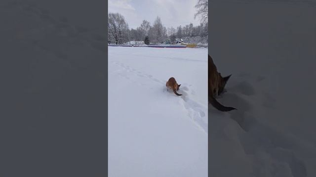 #Вот почему многие заводят породу Бельгийскую овчарку Малинуа #Модно завести погоду Малинуа смотреть онлайн