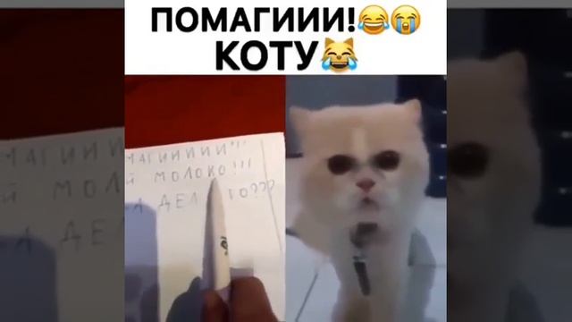 Кот говорит дай молока? смотреть онлайн