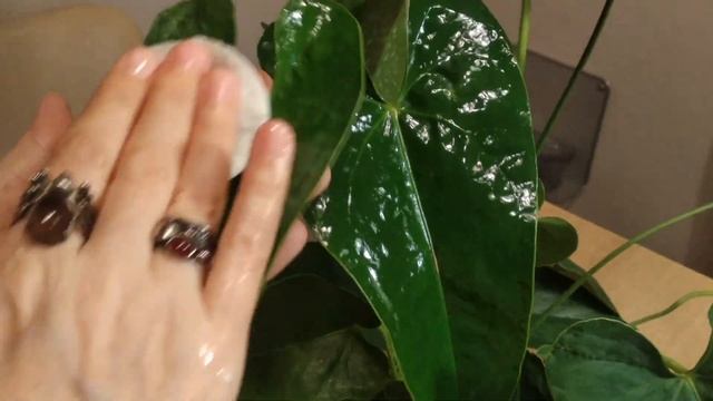 ДОМАШНЯЯ ПОЛИРОВКА ЛИСТЬЕВ КОМНАТНЫХ РАСТЕНИЙ смотреть онлайн