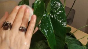 ДОМАШНЯЯ ПОЛИРОВКА ЛИСТЬЕВ КОМНАТНЫХ РАСТЕНИЙ