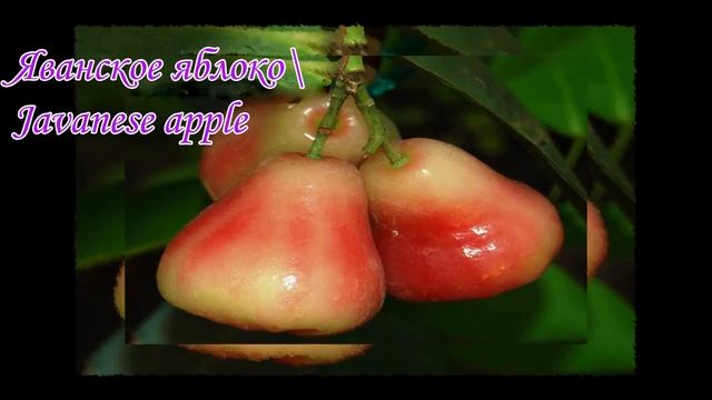 Ты знаешь что это?  Do You Know What This Is?