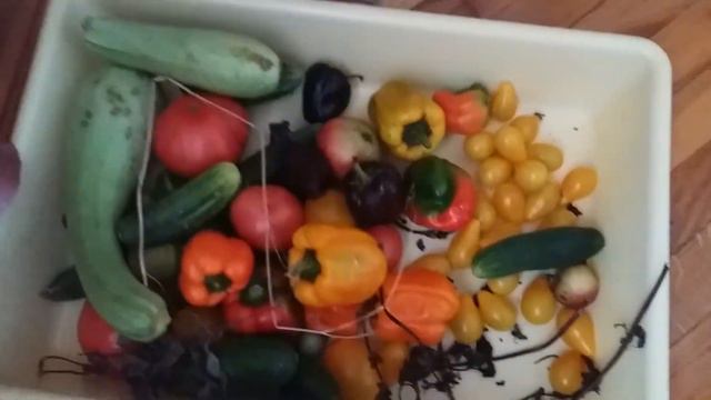 Кухонные будни-пышки и капуста/Видео №200 смотреть онлайн