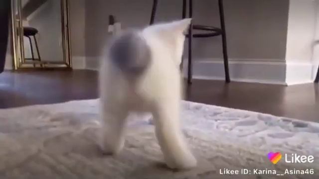 Котёнок пукает 😹😹😹😹