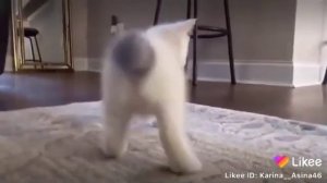 Котёнок пукает 😹😹😹😹