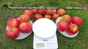 ЯБЛОНЯ ЭКСЕЛЬ / КЛОН ДЖОНА ГОЛДА