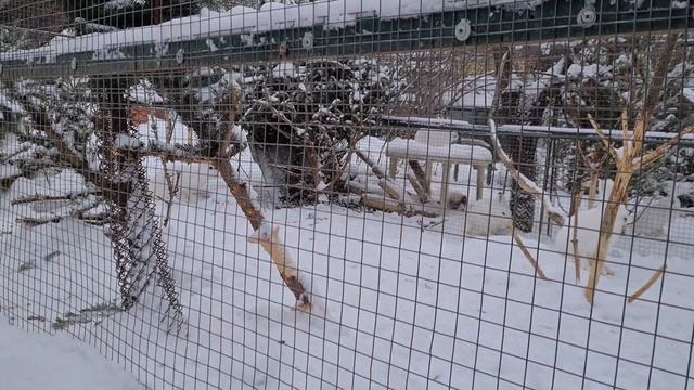 Кормим зайчих и обзор вольеров смотреть онлайн