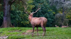 Ennio Morricone - Chi Mai | Эннио Морриконе - чи май