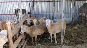 Линии Катумских овец и их характеристики