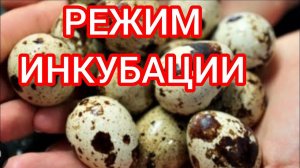 Лучший режим инкубации перепелиного яйца//Как заложить перепелиное яйцо в инкубатор Блиц