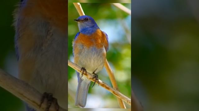 Eastern Blue Bird || Sialia Sialis Male Bird || Planet N Nature #shorts смотреть онлайн