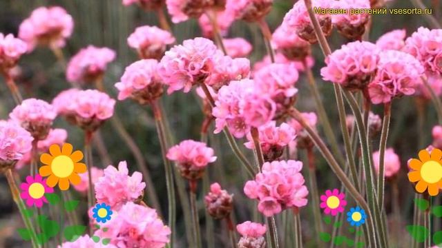 Армерия приморская Рубрифолио. Краткий обзор, описание характеристик armeria maritima Rubrifolia смотреть онлайн