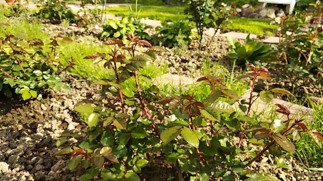 Прогулка по саду. Полька, Эль Торо, Новалис смотреть онлайн