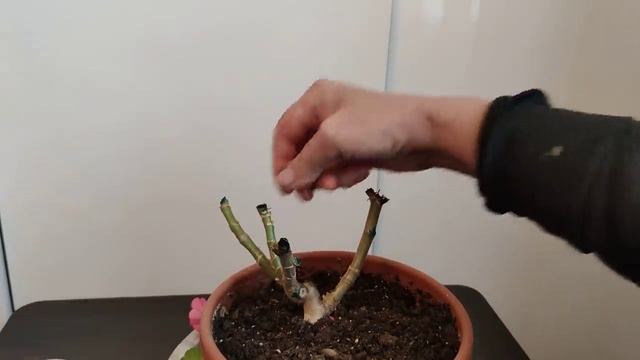 Самый лучший способ хранения пеларгонии зимой