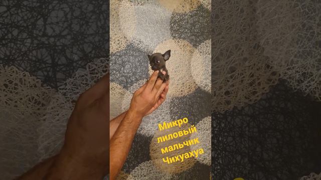 Микро лиловый мальчик Чихуахуа продажа. тел. 89636673540. смотреть онлайн