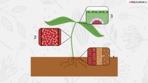Передвижение воды и питательных веществ в растении