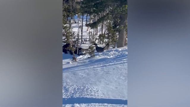 Глухарь напал на сноубордиста смотреть онлайн