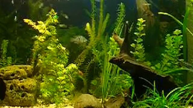 Pangasianodon hypophthalmus.AVI смотреть онлайн