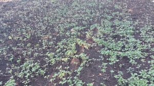 Сажаем клубнику после картофеля ,томатов и других пасленовых. Сделайте правильную сидерацию участка