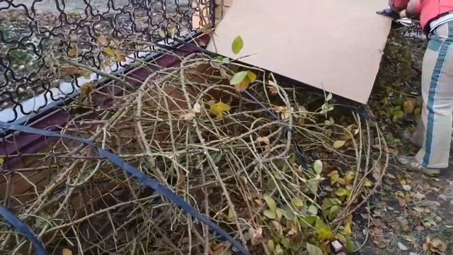 Как укрыть розу на зиму и не поколоться. смотреть онлайн