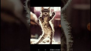 песня"мой котик котик котик"