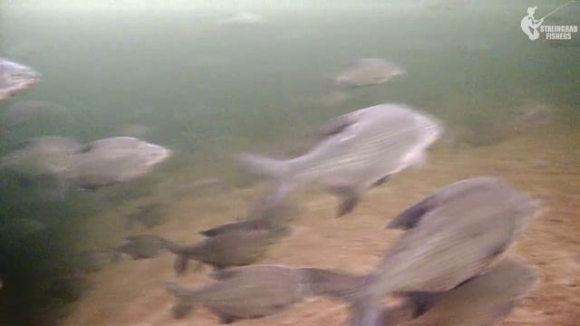 ЭТО ШОК! ОКУНЬ МОНСТР пойман на ВОЛГЕ смотреть онлайн