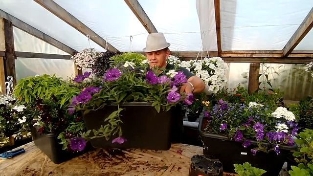 Цветочные композиции колеус вербена белая смотреть онлайн