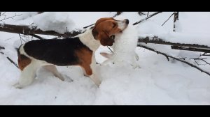 Охота с Русскими пегими гончими на зайца#23