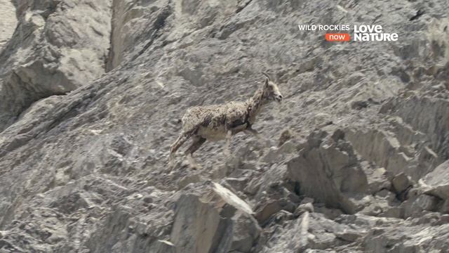 Дикие Скалистые горы / Животный мир Скалистых гор / Wild Rockies / Серия 2 На вершине смотреть онлайн