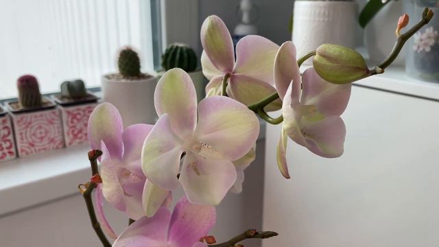 Мои покупки. Голландские орхидеи. 🎊🎁😍 смотреть онлайн